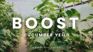 How To Boost Cucumber Production thehowtoacademy cucumberplant cucumber [upl. by Monika]