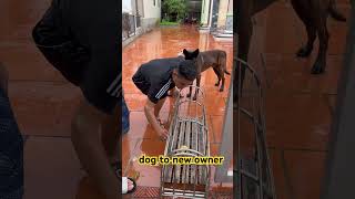 dog to new owner 🦊🐕😻Malinois training dog malinois becgiegermanshepherd chó pets dog❌👹🦧 [upl. by Fleurette]