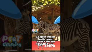 Een Paard met Een Pyjama Aan youtubecreatorcommunity [upl. by Edwyna]