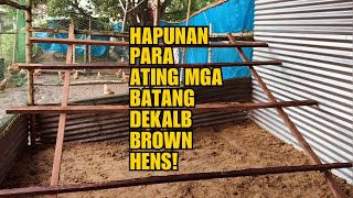 HAPUNAN PARA SA ATING MGA BATANG DEKALB BROWN HENS [upl. by Jeremias]