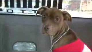 All Or Nothing Tattoo Pit Bull Rescue Part 1 [upl. by Now]