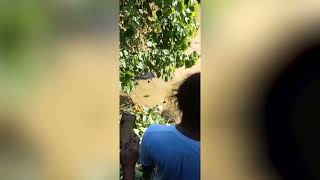 Villagers Capture Huge Alligator That Killed One of Their Relatives [upl. by Yelkreb]