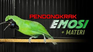 🔴 PENDONGKRAK EMOSI‼️CUCAK IJO GACOR JAMTROK FULL TEMBAKAN NGEROLL [upl. by Ynattib]