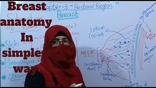 Breast anatomy  mammary gland anatomy  pectoral region  bd chaurasia [upl. by Wildee641]