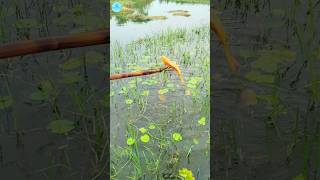 😲 Best Boat Fishing With Kotch 🌻part 81boatfishing viral shorts fish naturalfishing bigfish [upl. by Arleen]