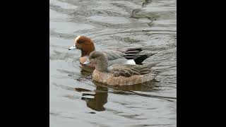 Wigeon Bird Sound [upl. by Anicul]