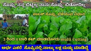 ಪಾಲಕ್ ಸೋಪ್ಪು Palak Soppuಪಾಲಕ್ ಸೊಪ್ಪು ಕೃಷಿ Palak agriculture in kannadaspinach crop farmingkrushi [upl. by Neyuh]