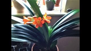 Clivia MiniataCare Tips [upl. by Britta803]