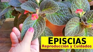 EPISCIAS Plantas  Cuidados y Reproducción de episcias [upl. by Jabez]