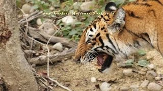 Jim Corbett National Park India  Tourism  Most Visited Tourist Place in India [upl. by Anilam]