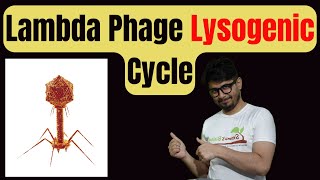 Lysogenic cycle of bacteriophage  Lysogenic cycle in Hindi [upl. by Reinaldo]