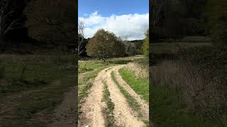 Kingsley Vale Yew Trees National Park in Chichester West Sussex England [upl. by Purdum]