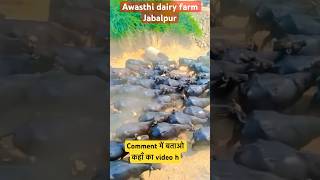 awasthi dairyfarm jabalpur murrah buffalo cow ytshorts farming animals yt ytshort banni [upl. by Aidekal]