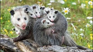 Опоссум  Opossum Энциклопедия животных [upl. by Noteek]