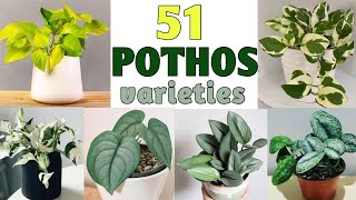 51 Pothos Species  Pothos Plant Varieties with names  Plant and Planting [upl. by Ramona]