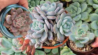 DONT BUY THE SAME PLANT OVER AND OVER AGAIN  VLOG 128 Succulents amp Coffee with Liz [upl. by Yanttirb]