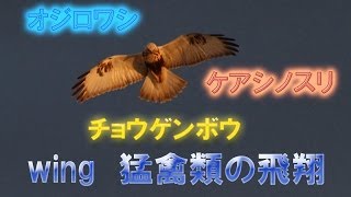 wing 猛禽類の飛翔 オジロワシ チョウゲンボウ ケアシノスリ [upl. by Ushijima]