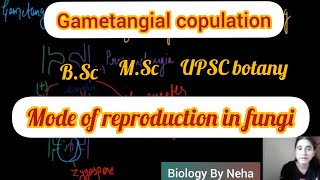 What is Gametangial Copulation  Types of Gametic fusion in fungi  Biology By Neha🌻 [upl. by Alarice931]