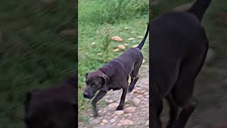 Pointer Dog EDITZ 🐶🐕dog doglovers funny family trendingshorts [upl. by Kano837]