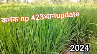 Nuziveedu कनक धान वैराइटी update [upl. by Adnorat]