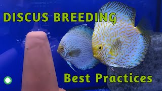 Discus Breeding Best Practices  Tips To Keep Your Discus Pair Happy [upl. by Demmahom670]