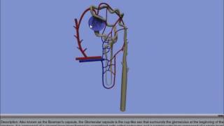 Interactive 3D Nephron [upl. by Orren]