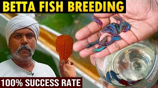 Betta Fish Breeding at home in Simple Way  100 Success Rate [upl. by Tychon]