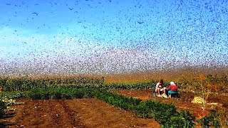 Theyre everywhere Invasion of hordes of locusts in southern Russia [upl. by Eikkin692]