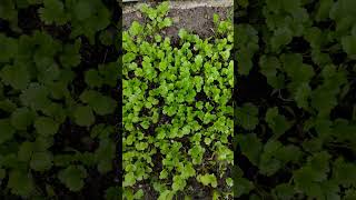 కొత్తిమీర మొక్కలు చాలా easyగా పెంచుకోవచ్చు coriander plantsshortscoriander nature homegardening [upl. by Dammahom680]