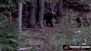 Caucasian Ovcharka chases grizzly bear out of our yard [upl. by Jill819]