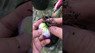 Grow lisianthus flowers quickly and effectively [upl. by Letnuahc331]