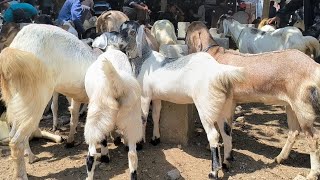 550 ribu  Betina Harga Murah  di Serbu Pembeli Luar kota  Pasar Kambing Jatirogo [upl. by Jandy489]