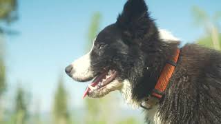 quotIts Expensive Being this Stupidquot Border Collie Kobe Oversees Tree Planter Problems  Block Dog 🌲🐕 [upl. by Ahsenak461]