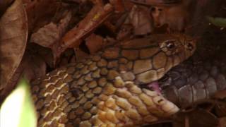 Close up of king cobra cannibalism male swallowing a female India [upl. by Soalokin538]