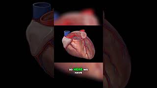 Coronary Arteries Explained shorts anatomy heart medstudent doctor bodyanatomy [upl. by Aerdnaxela]