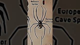 TYPES OF SPIDERSEUROPEAN CAVE SPIDERPART15creaturespiderLIKEMYTH [upl. by Seyler575]