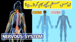 In Urdu Human Nervous System what is CNSPNSBrainSpinal cord and its work ep 01 [upl. by Arvie]