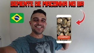 Como conseguir SEMENTES DE MACONHA no Brasil [upl. by Gerita]