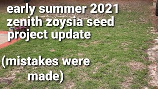 early summer zenith zoysia seed update [upl. by Wexler]