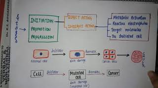 CHEMICAL CARCINOGENESIS  NEOPLASIA STAGES  DIRECT OR INDIRECT CARCINOGEN  oncogenesis [upl. by Mat100]