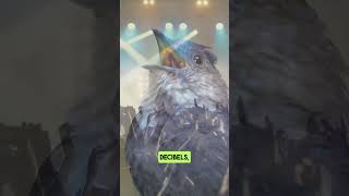 Can You Believe How Loud These Birds Are 🐦‍🔥birds interestingfacts [upl. by Nellie]