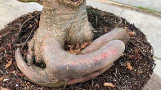 Bonsai From Field Grown Material [upl. by Colwen]