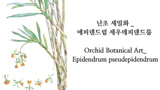 난초과 보태니컬아트 Orchids Botanical Art  Epidendrum pseudepidendrum [upl. by Glenn571]