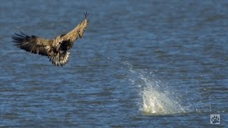 Flevoland Jagende zeearenden in Nederland zeer zeldzame opnamen white tailed eagles hunting [upl. by Lorilee24]