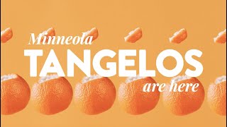 Minneola tangelos  Back In Season  Sunkist ​ [upl. by Lyall]