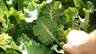 Collecting Collard Seeds Preventing Cross Pollination [upl. by Tierney]