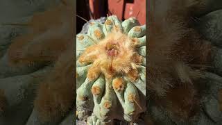 Perfect Copiapoa cactus 🌵🤩 What’s your favorite species [upl. by Assirod]