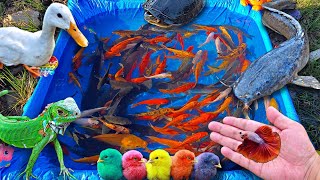 Mancing ikan cupang dikolam ayam warna warni ikan lele ikan hias ikan koi ikan besarpart831 [upl. by Aleusnoc234]