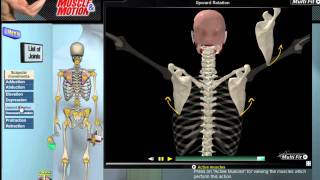 How Scapular Movement Works 3D Anatomy amp Diagrams [upl. by Lawford]