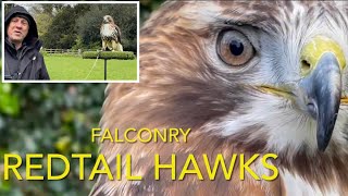 Species spotlight REDTAIL HAWKS [upl. by Isoais594]